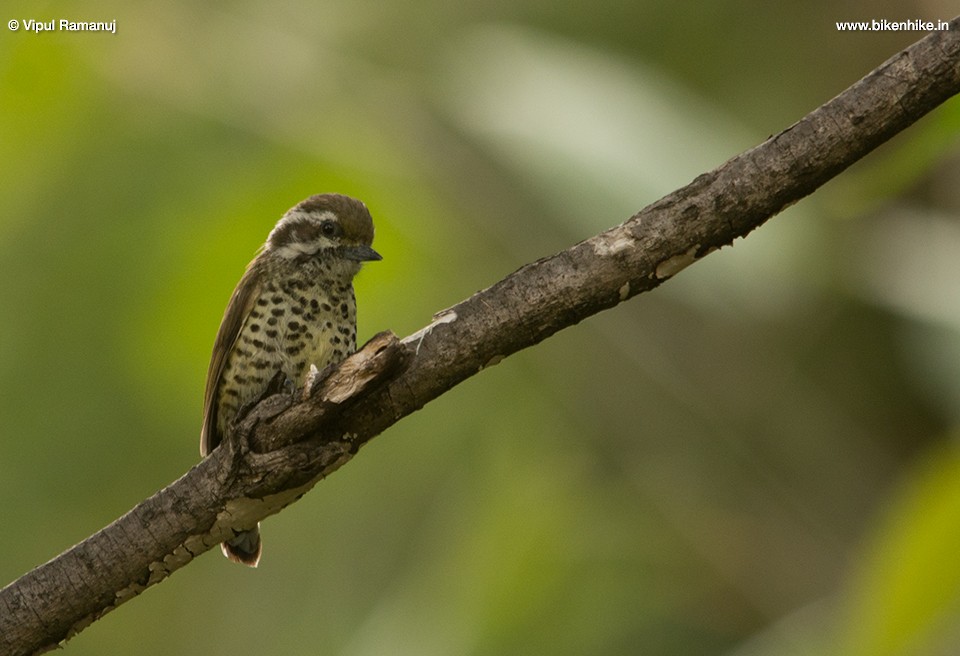 Speckled Piculet - ML205738161