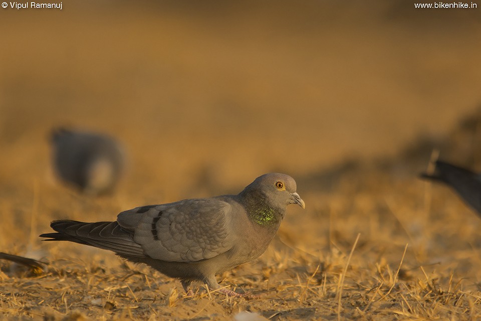 Yellow-eyed Pigeon - Vipul Ramanuj