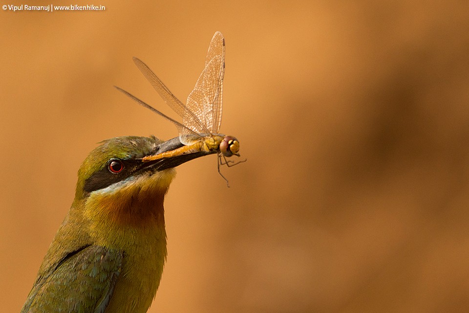 Blue-tailed Bee-eater - Vipul Ramanuj