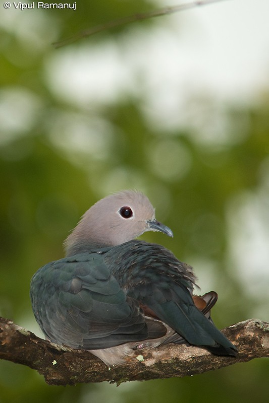Green Imperial-Pigeon - ML205738221