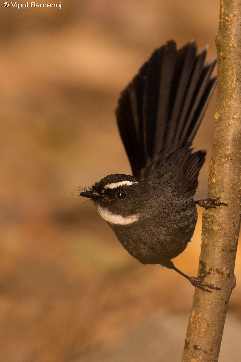 White-throated Fantail - ML205738281