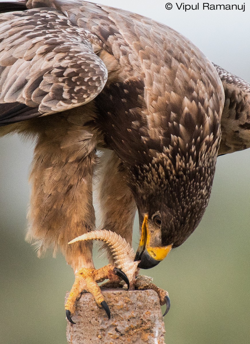 Tawny Eagle - Vipul Ramanuj
