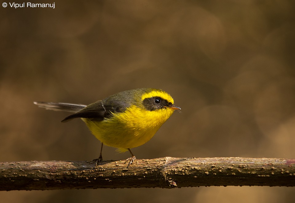 Yellow-bellied Fairy-Fantail - ML205738431