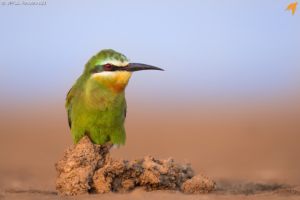 Blue-cheeked Bee-eater - ML205738501