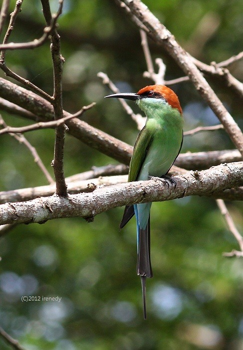 Rufous-crowned Bee-eater - ML205738591