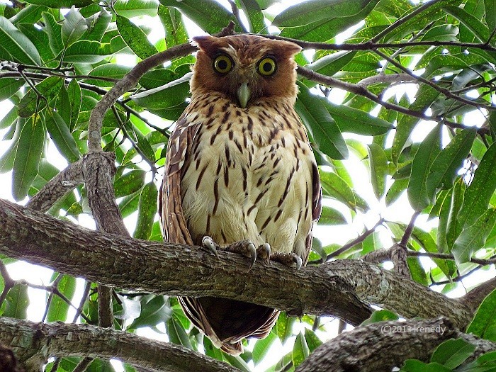 Philippine Eagle-Owl - ML205738611