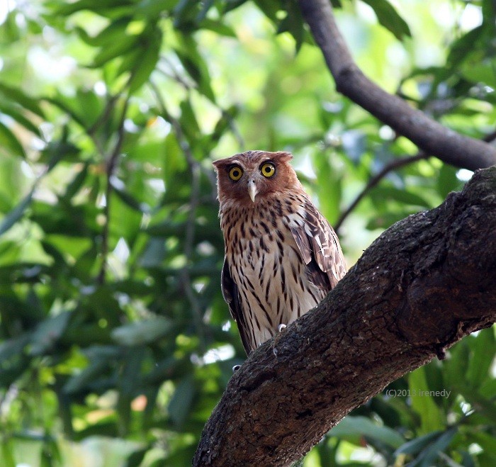Philippine Eagle-Owl - ML205738621