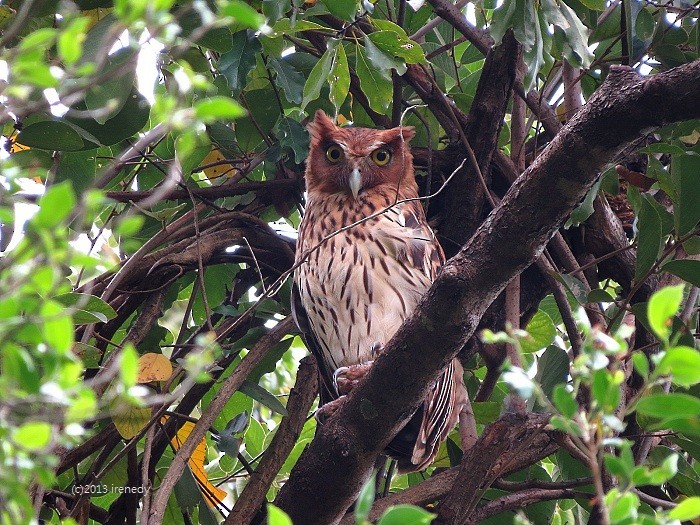 Philippine Eagle-Owl - ML205738631