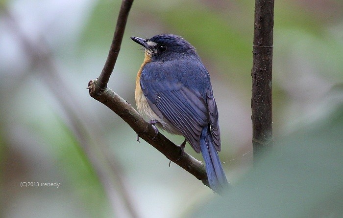Mangrove Blue Flycatcher - Irene  Dy