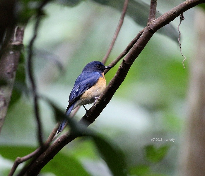 Mangrove Blue Flycatcher - ML205738671