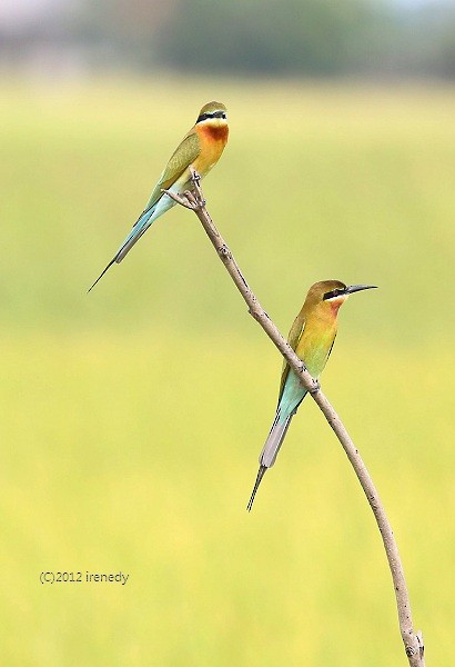 Blue-tailed Bee-eater - Irene  Dy