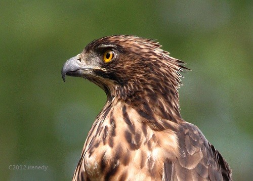 Philippine Hawk-Eagle - Irene  Dy
