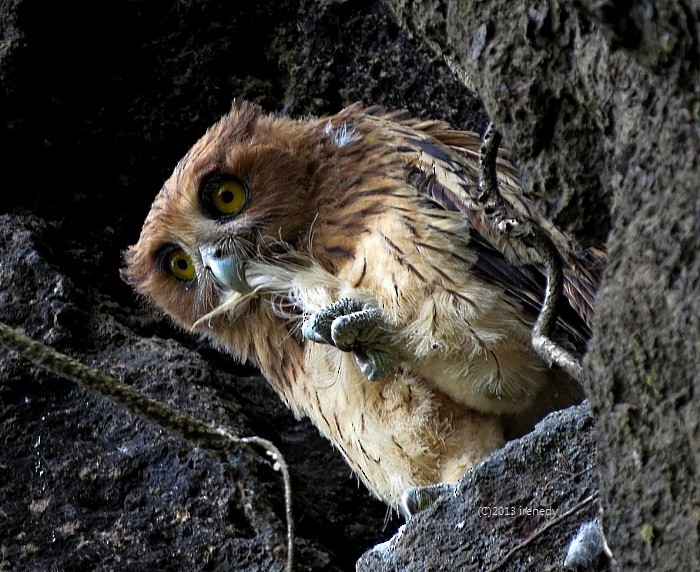 Philippine Eagle-Owl - ML205738771