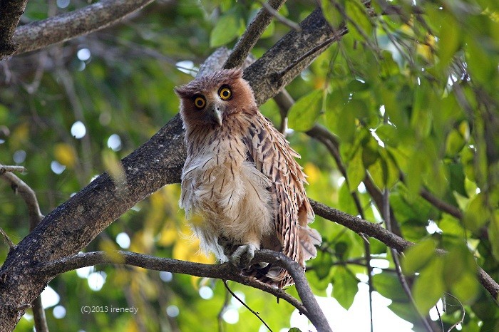 Philippine Eagle-Owl - ML205738781