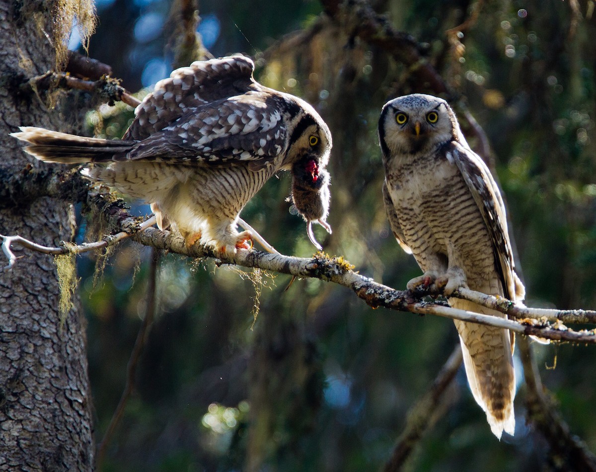 Northern Hawk Owl (Eurasian) - Morten Venas