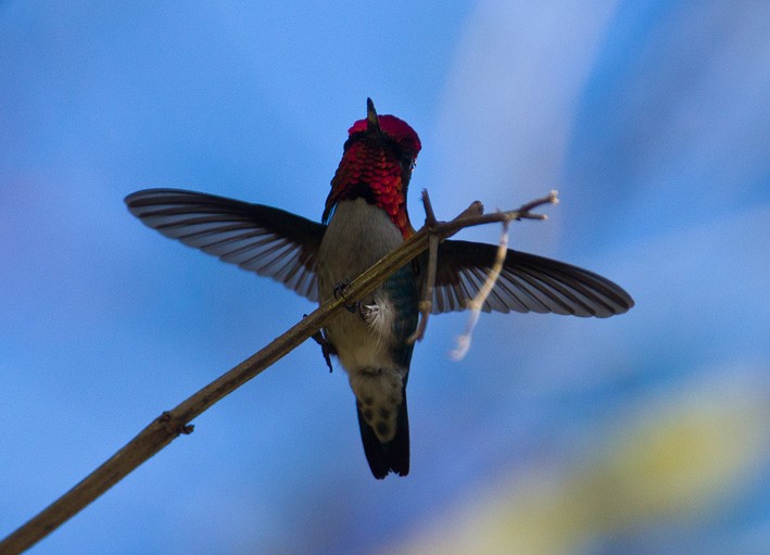 Bee Hummingbird - Morten Venas