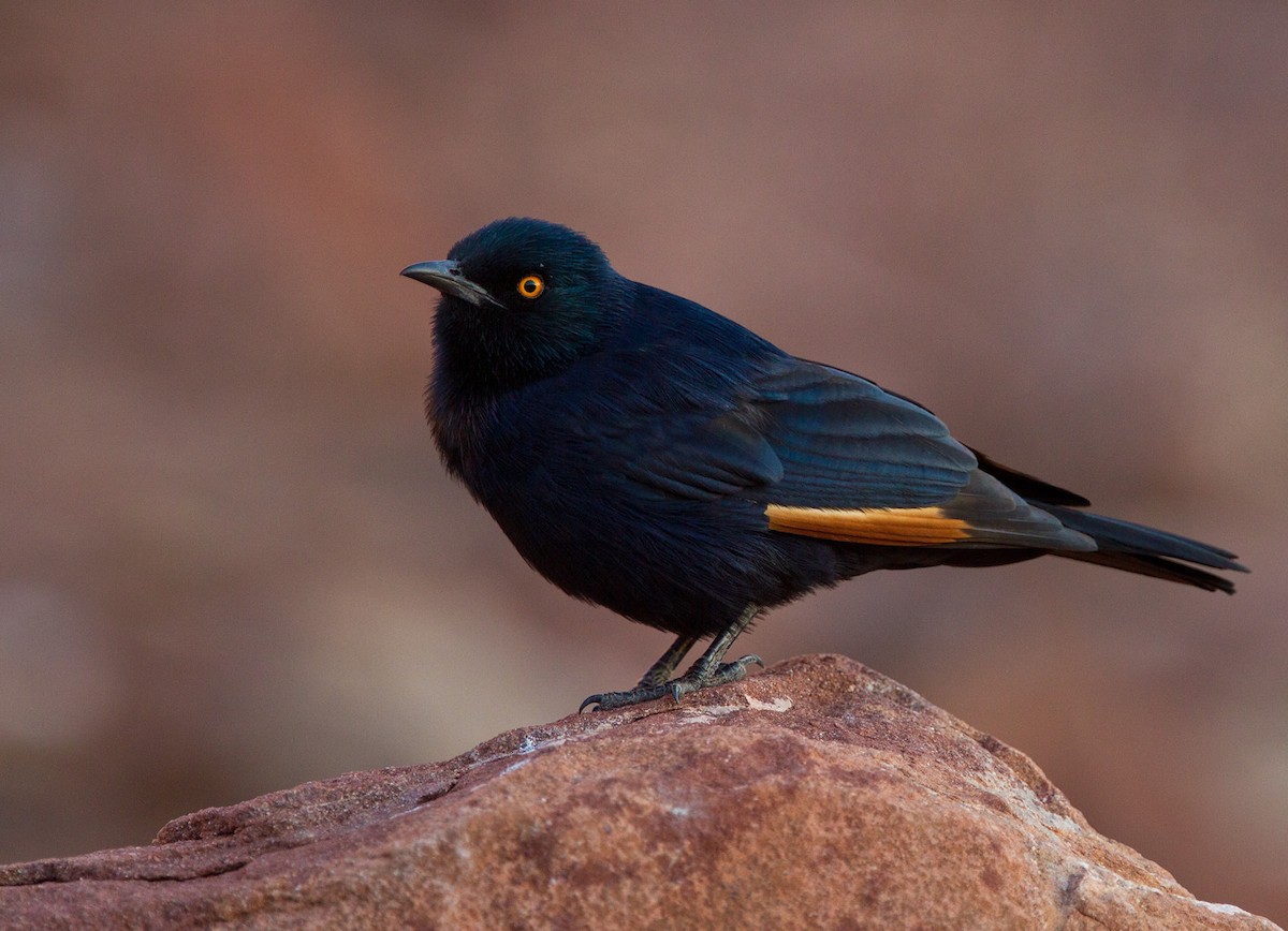 Pale-winged Starling - ML205739061