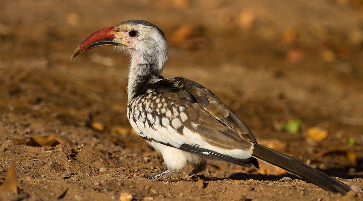 Damara Red-billed Hornbill - Morten Venas