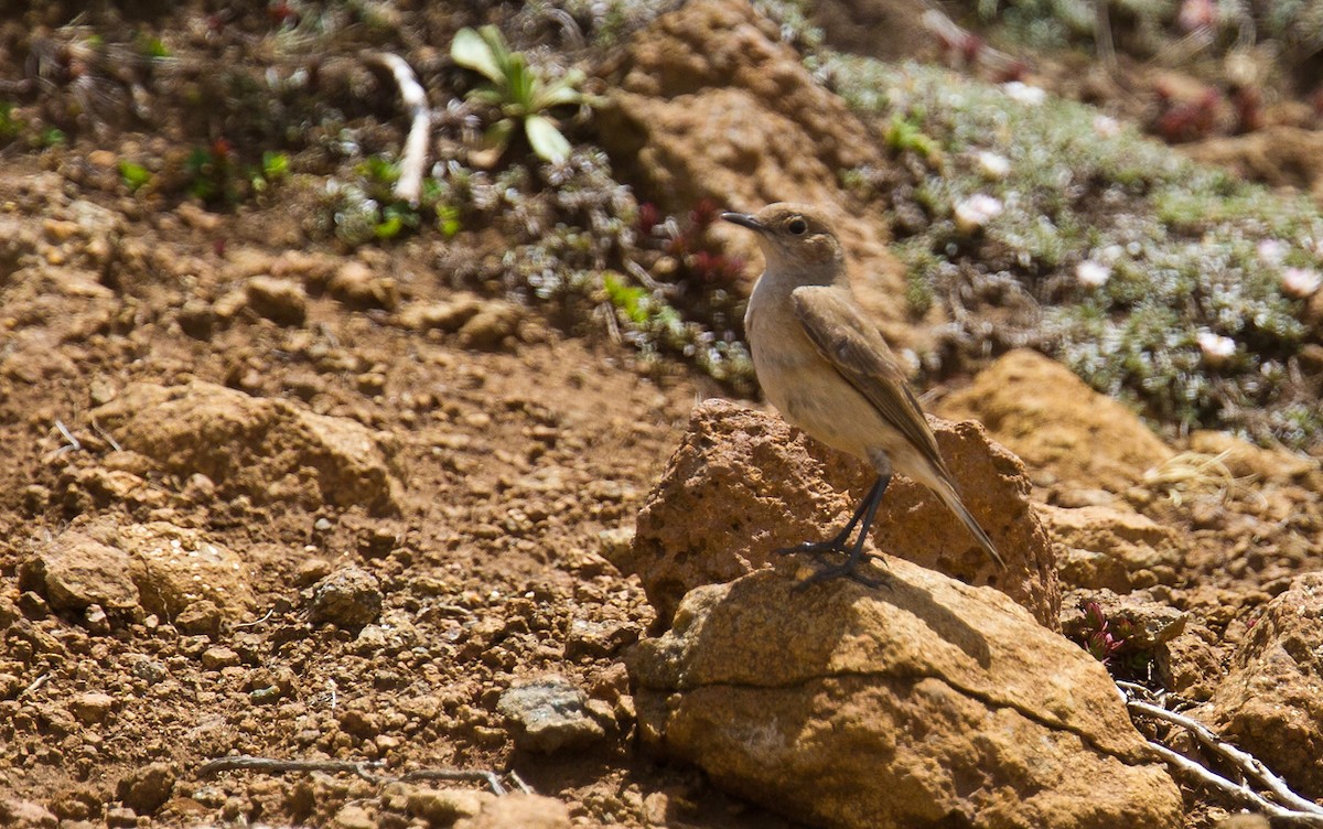 Sickle-winged Chat - ML205739261