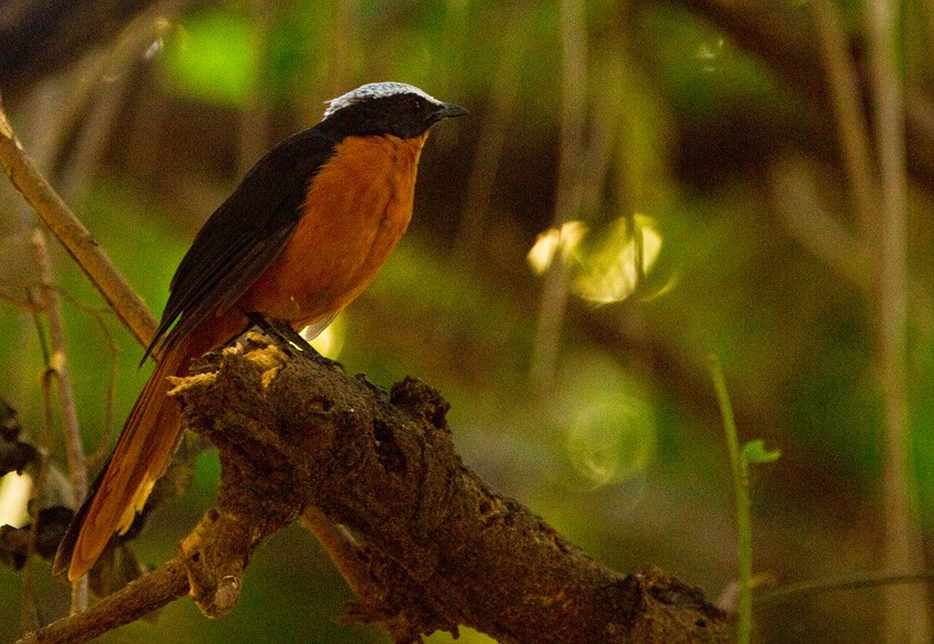 White-crowned Robin-Chat - ML205739521