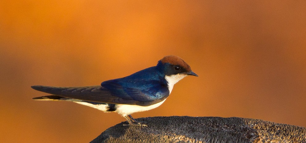 Wire-tailed Swallow - Morten Venas