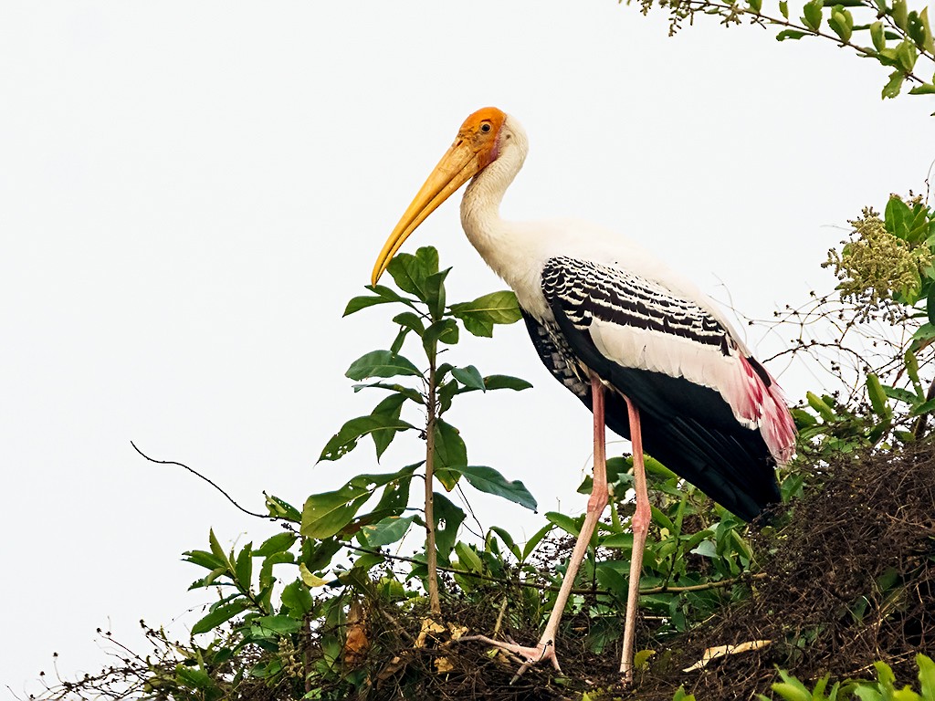 Painted Stork - David and Kathy Cook