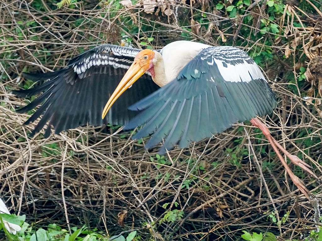 Painted Stork - David and Kathy Cook