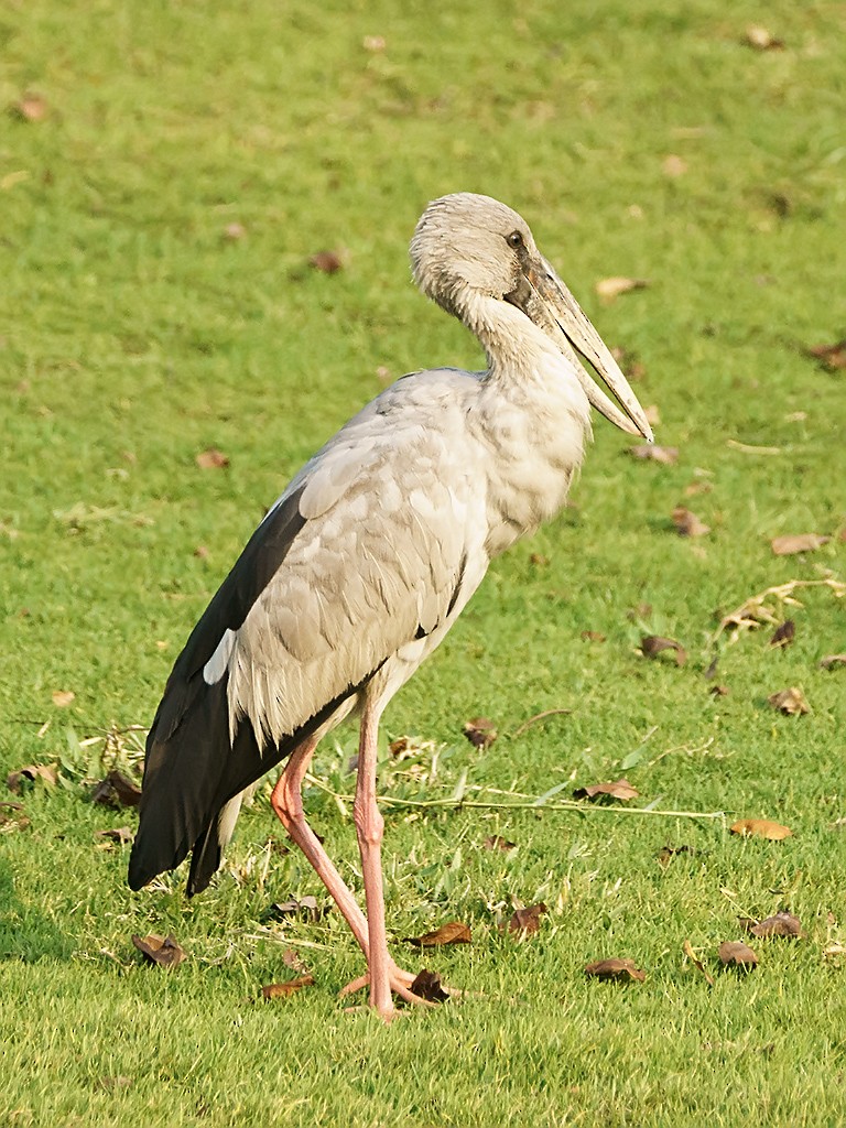 Asian Openbill - David and Kathy Cook