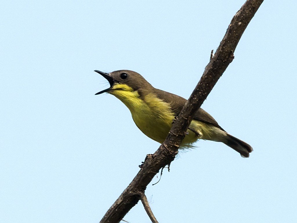 Golden-bellied Gerygone - David and Kathy Cook