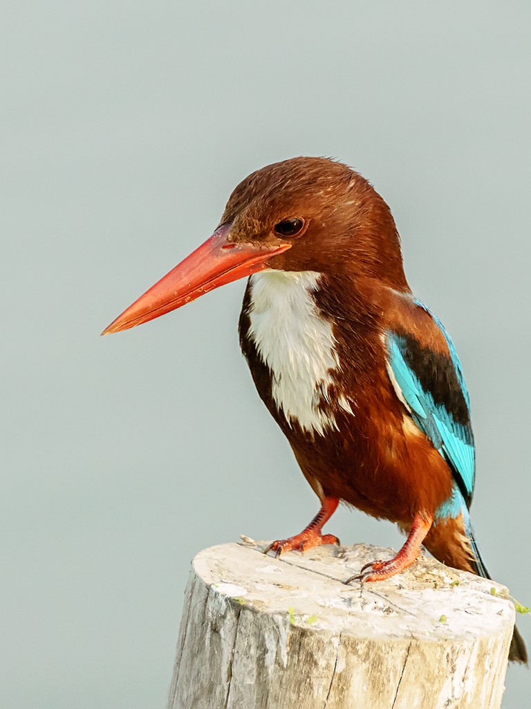 White-throated Kingfisher - David and Kathy Cook