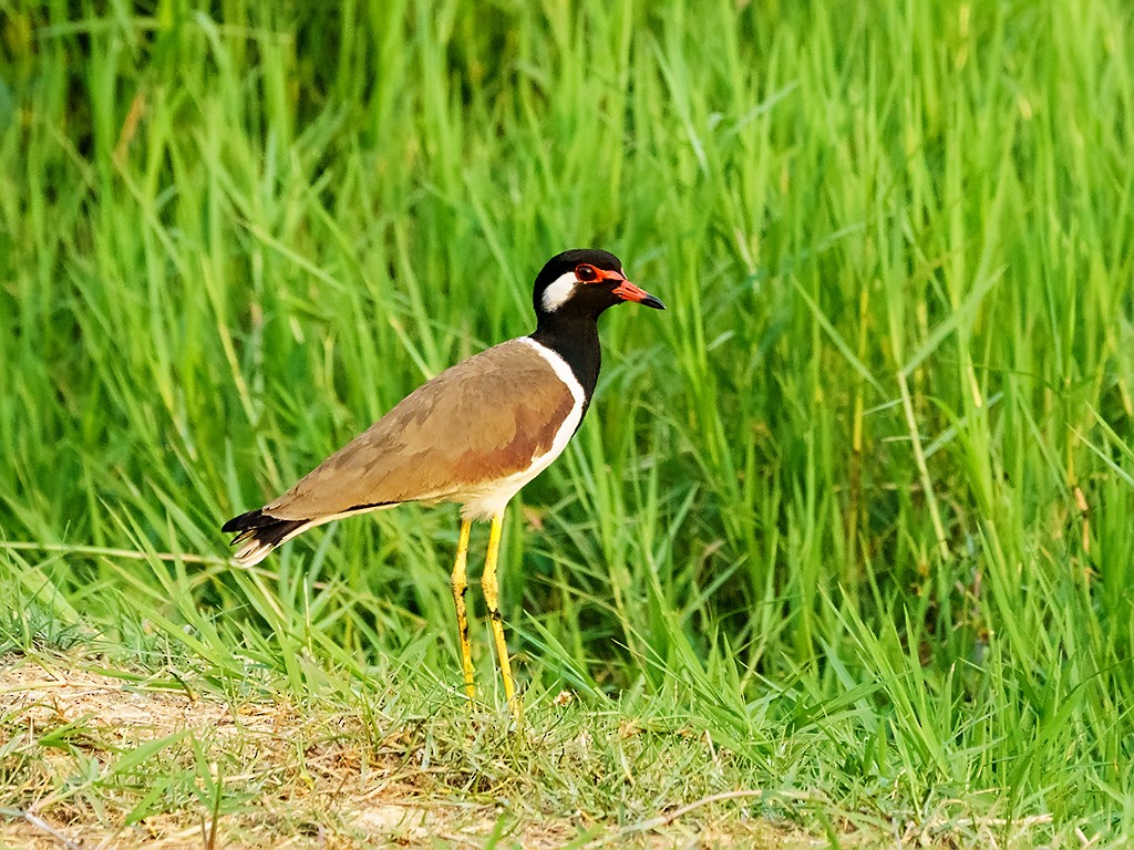 Red-wattled Lapwing - David and Kathy Cook
