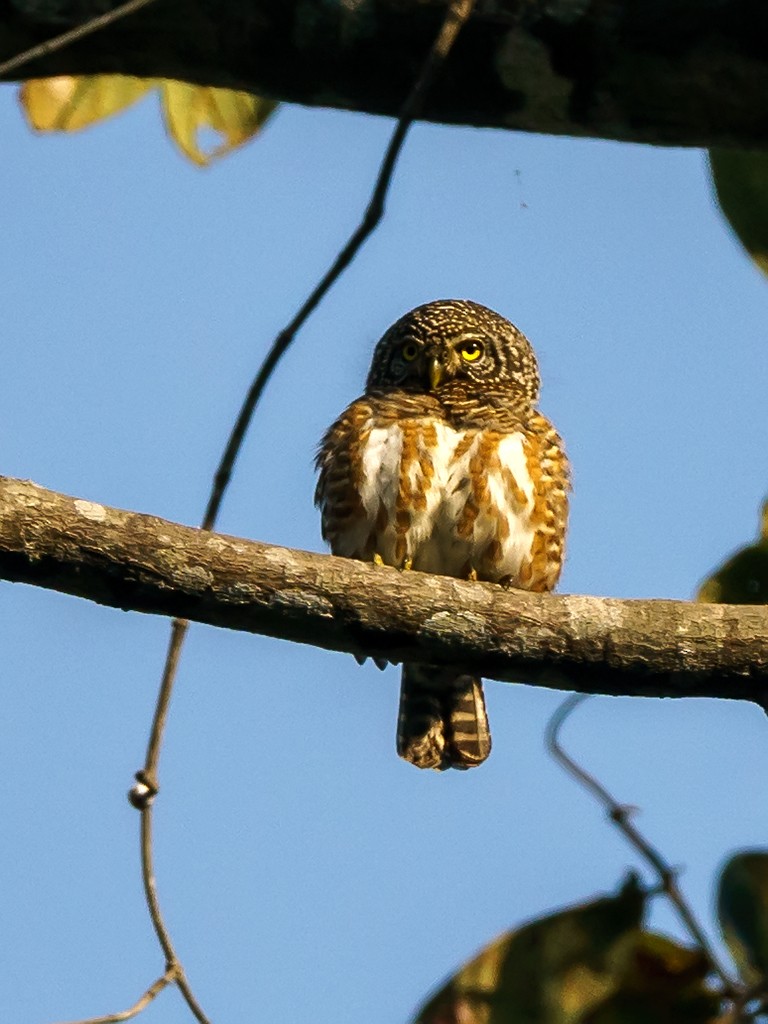 Collared Owlet - ML205740331