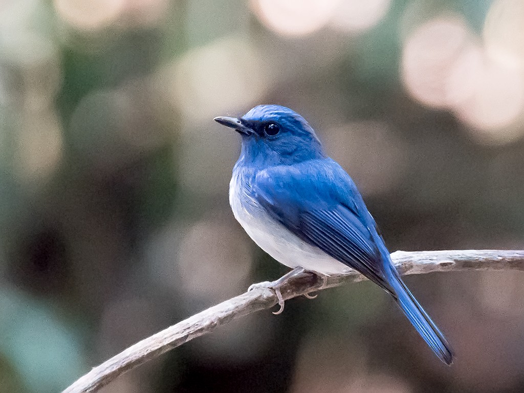 Hainan Blue Flycatcher - David and Kathy Cook