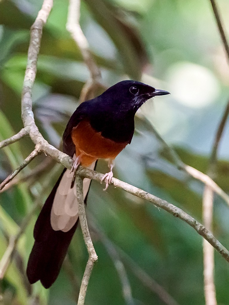 White-rumped Shama (White-rumped) - David and Kathy Cook