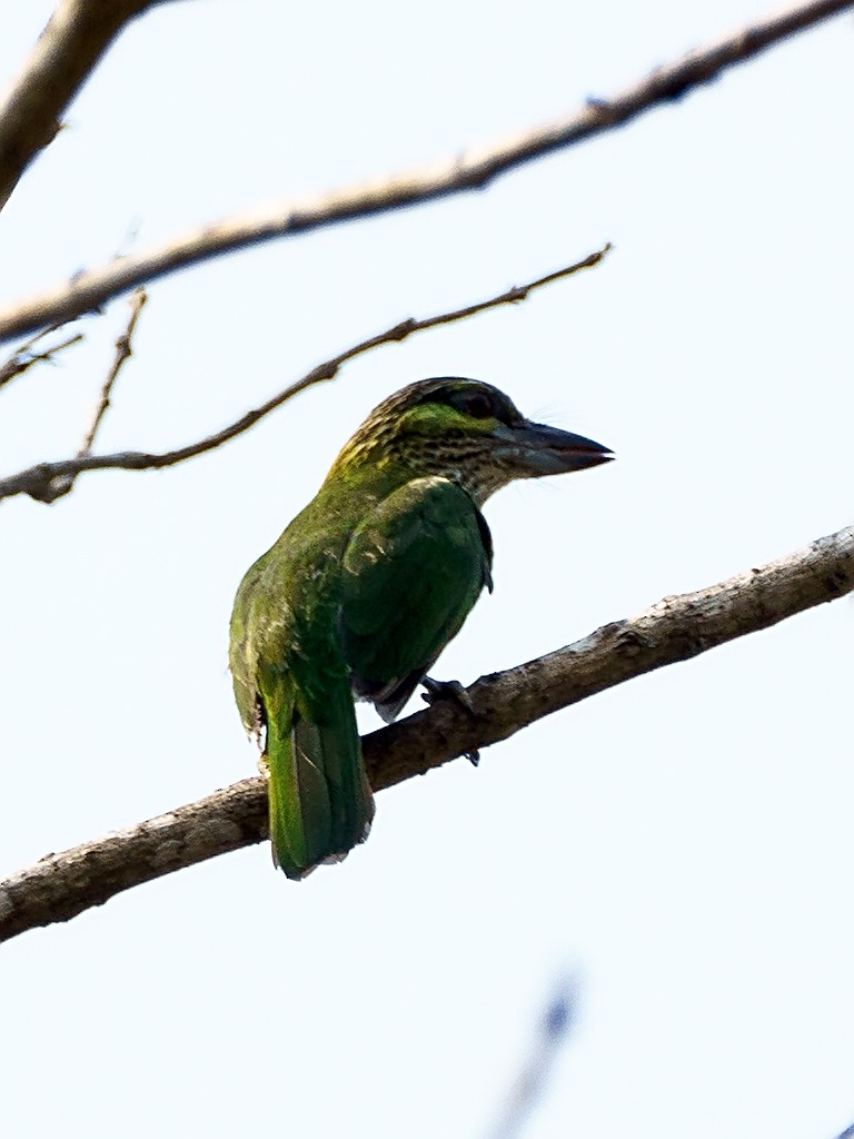 Green-eared Barbet - David and Kathy Cook