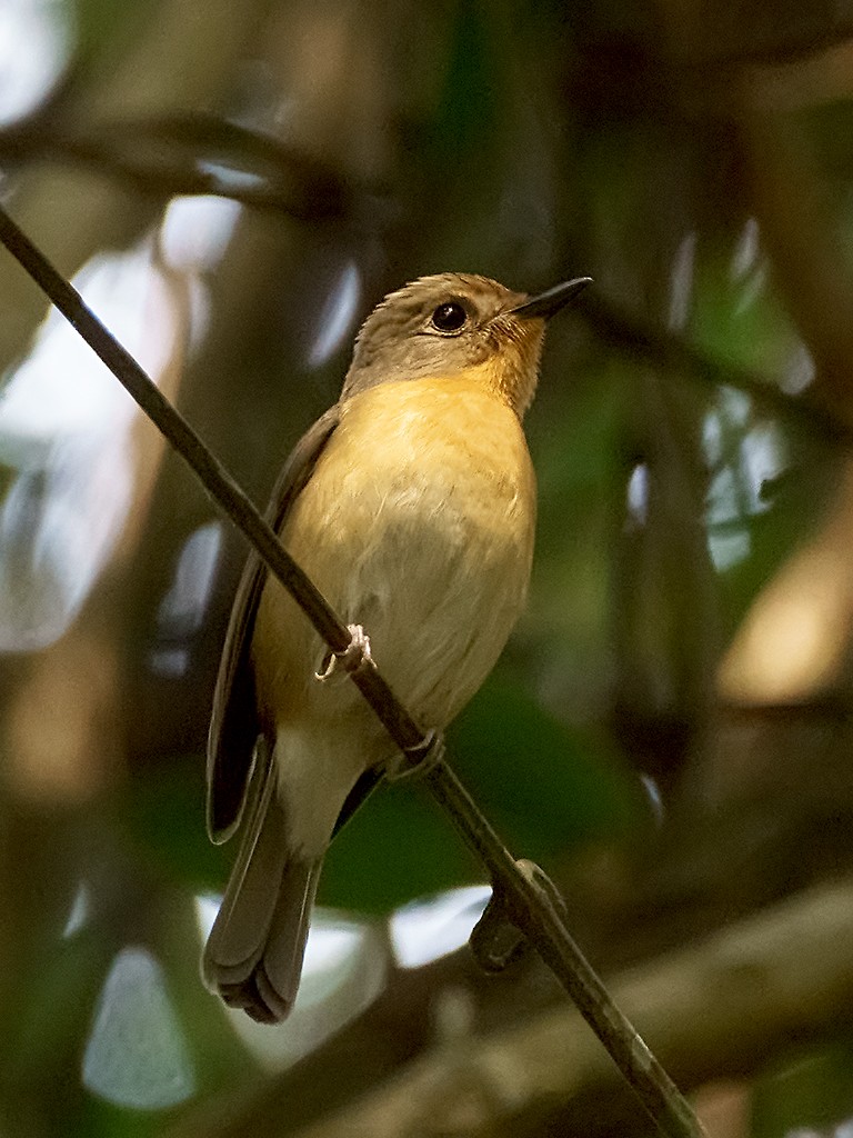 Hill Blue Flycatcher - David and Kathy Cook