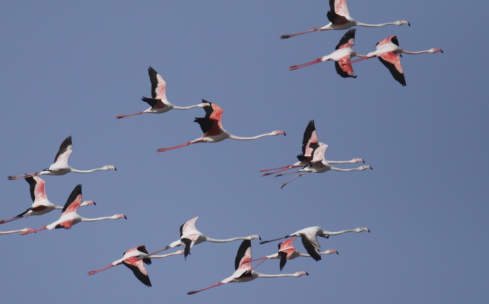 Greater Flamingo - John Thompson