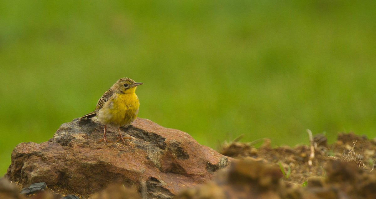 Yellow-breasted Pipit - Morten Venas