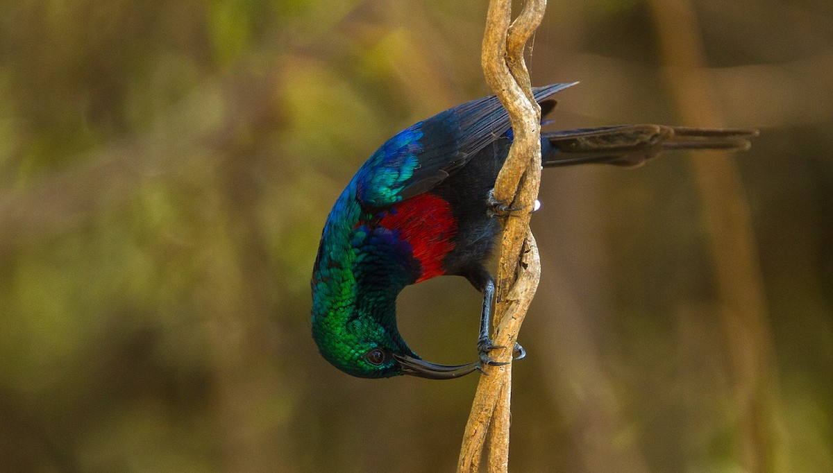 Red-chested Sunbird - ML205741581