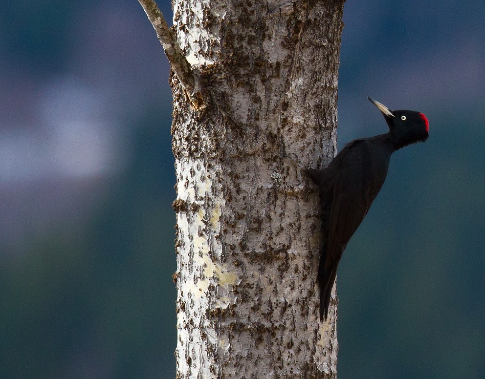 Black Woodpecker - Morten Venas