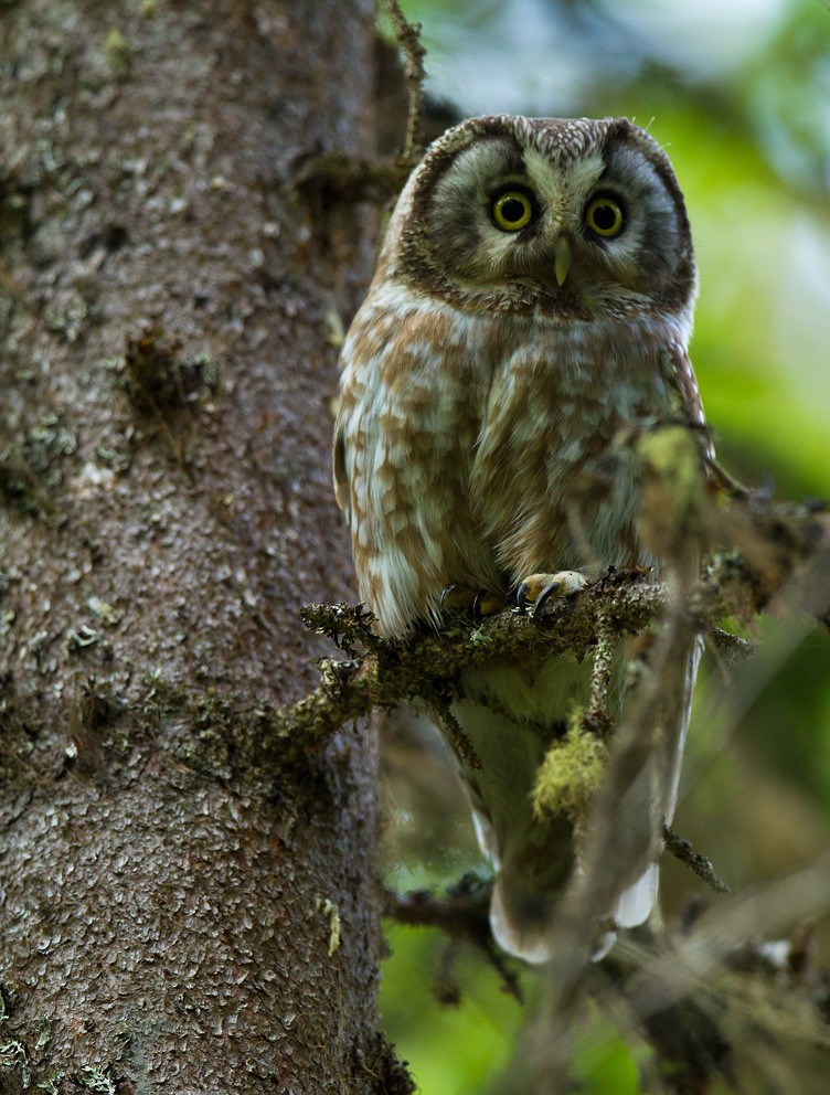 Boreal Owl (Tengmalm's) - ML205741831
