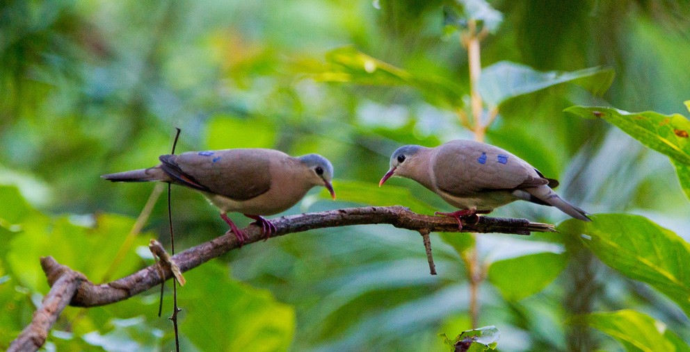 Blue-spotted Wood-Dove - Morten Venas