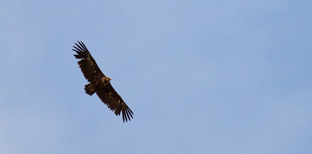 Cinereous Vulture - ML205742211