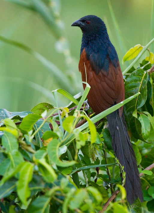 Malagasy Coucal - ML205742331