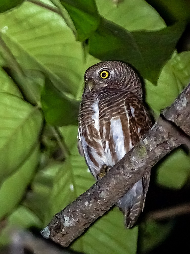 Asian Barred Owlet - David and Kathy Cook