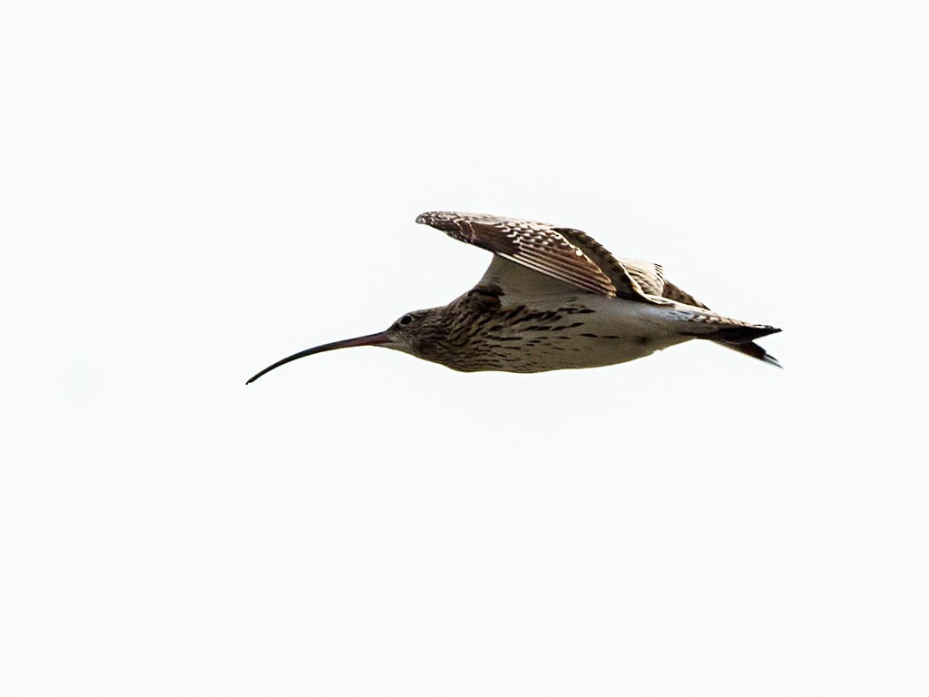 Eurasian Curlew - David and Kathy Cook