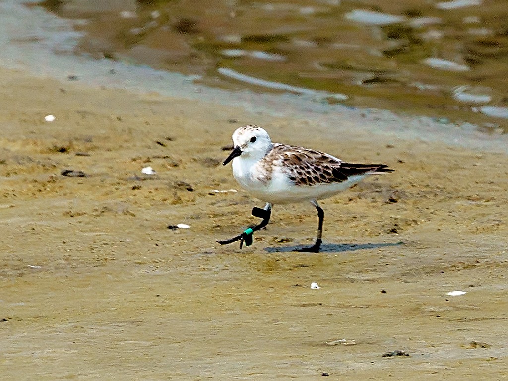 Red-necked Stint - David and Kathy Cook