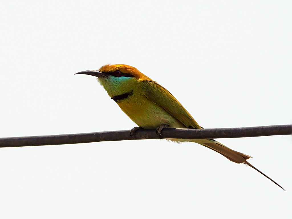 Asian Green Bee-eater - David and Kathy Cook