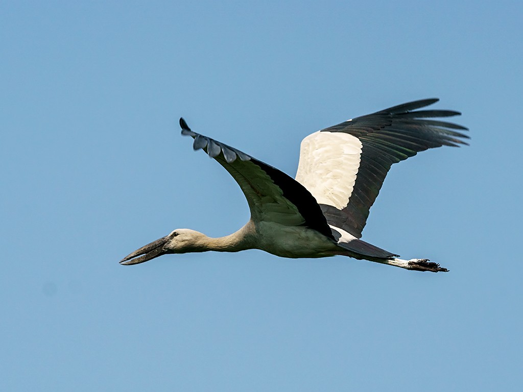 Asian Openbill - David and Kathy Cook