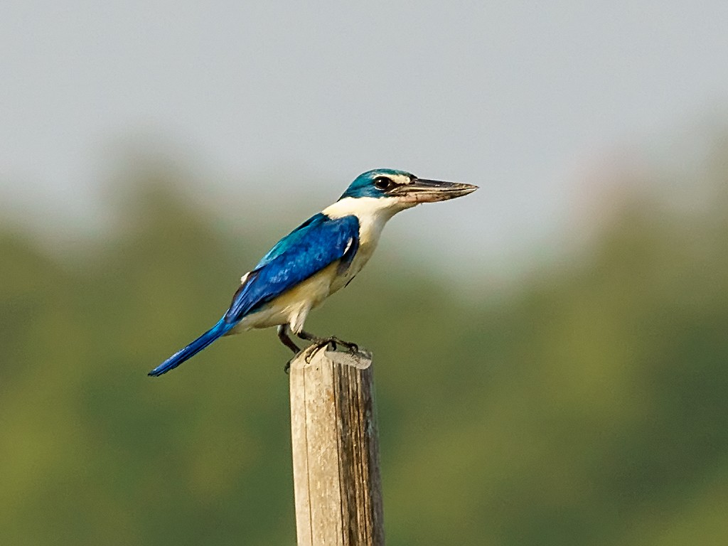 Collared Kingfisher (Oriental) - ML205742511